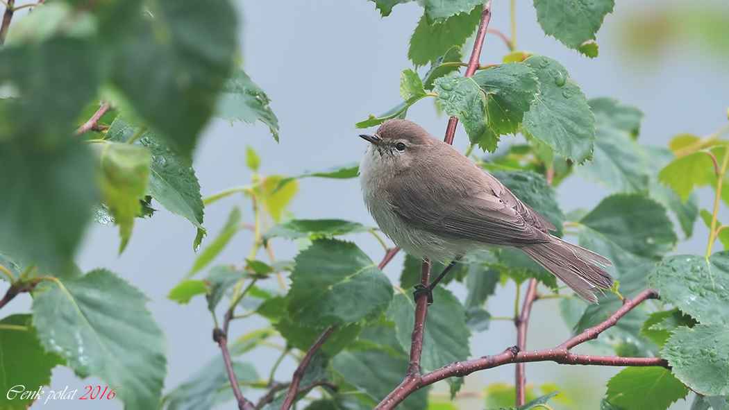 Mountain Chiffchaff